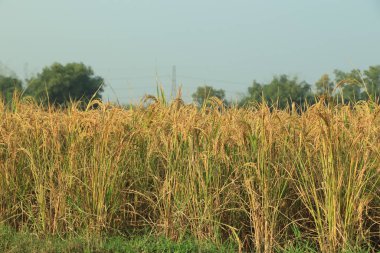 Pirinç tarlası Güzel gündoğumu