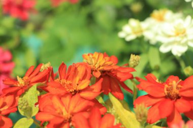 Yazın renkli zinnia çiçekleri