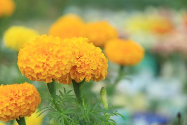 Kadife çiçekleri (Tagetes erecta, Meksika kadife çiçeği, Aztek kadife çiçeği, Afrika kadife çiçeği))