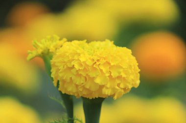 Marigold çiçek tarlası arkaplanı Bulutlu bir atmosferde
