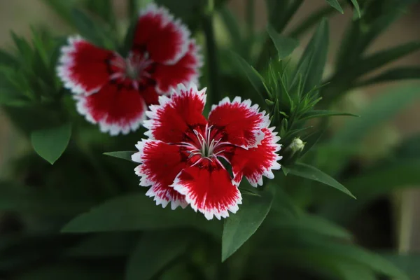 stock image Colorful Dianthus flower (Dianthus chinensis) (Caryophyllaceae) blooming in garden at Thailand.