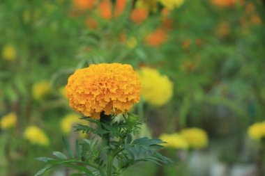 Kadife çiçekleri (Tagetes erecta, Meksika kadife çiçeği, Aztek kadife çiçeği, Afrika kadife çiçeği))