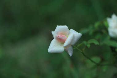 Bahçede açık pembe gül