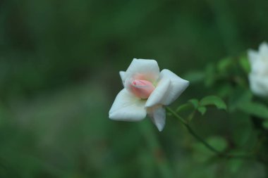 Renkli, güzel, bahçede narin bir gül