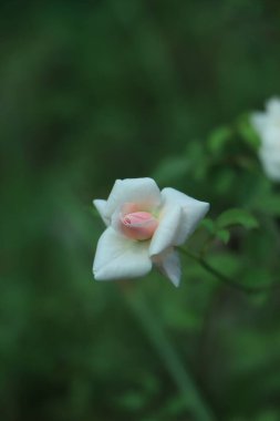 Bahçede açan pembe gül.