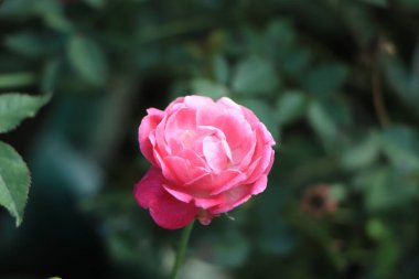 Koyu yeşil arka planda pembe bir gülü yakından çek. Yüksek kalite fotoğraf