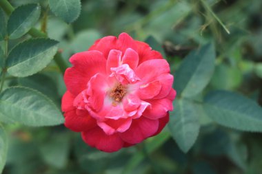 Arka planda pembe gül çiçekleri olan pembe gül çiçekleri. Doğa.