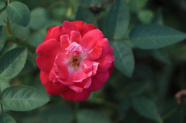 Koyu yeşil arka planda pembe bir gülü yakından çek. Yüksek kalite fotoğraf