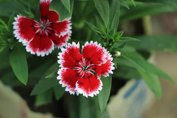 Bahçede yapraklar ve toprakla yetişen güzel Dianthus Baby Doll (Dianthus Chinensis) çiçeklerini kapatın.