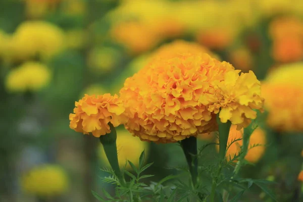 Bahçedeki muhteşem Meksika kadife çiçeği, doğal güzellikteki arka plan. Seçilim odaklı..