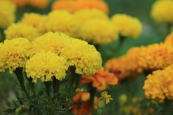 Kadife çiçeği çiçek bahçesinde çiçek açan