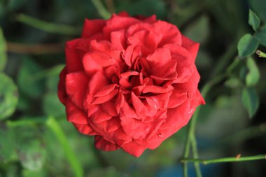 Yeşil dalda kırmızı gül