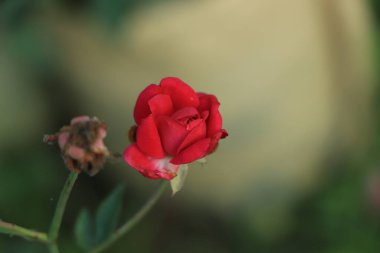 kırmızı gül ve yağmur damlaları, zarif şekli ve parlayan damla