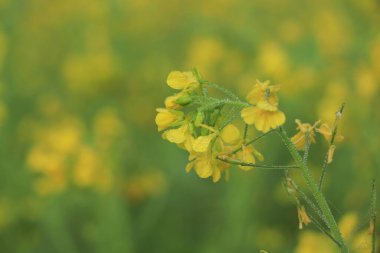 Hardal tarlası, yaz başında, çiçeklenme döneminde.