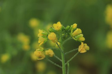 Hardal çiçek alanı tam çiçeklenme.