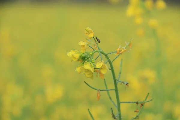 Mustard flower closeup in mustard field