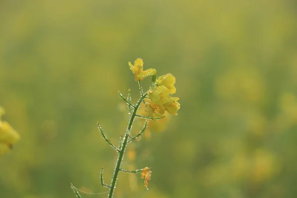 Mustard flower and Mustard plants growing in Bangladesh. Edible oil is extracted from the seeds of these flowers.