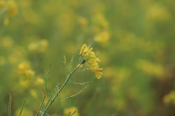 Mustard flower and Mustard plants growing in Bangladesh