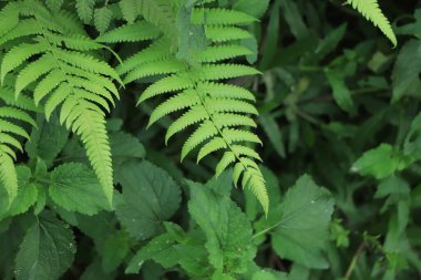 Genç yeşil eğreltiotu yapraklarıyla yapılmış güzel bir arka plan..
