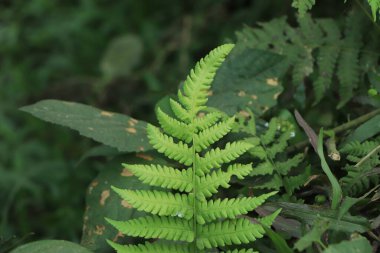 Mükemmel doğal eğrelti otu deseni. Genç yeşil eğreltiotu yapraklarıyla yapılmış güzel bir arka plan..
