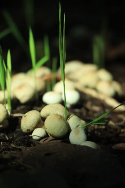 Parlak güneş ışığıyla yenilebilir mantar.