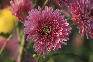 Sarı merkezleri ve yaprakları üzerinde beyaz ipuçları ile koyu pembe krizantem çiçek bir demet yakın bir fotoğraf.