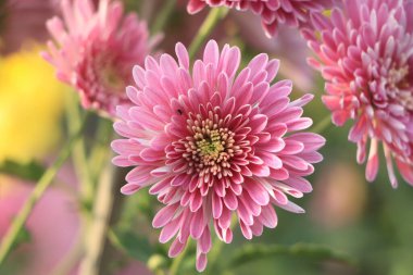 Sarı merkezleri ve yaprakları üzerinde beyaz ipuçları ile koyu pembe krizantem çiçek bir demet yakın bir fotoğraf.