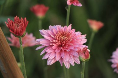 Kopya alanı olan pembe kış kasımpatı çiçekleri