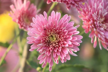 Pembe Kasımpatı çiçekleri bahçeye yakın.