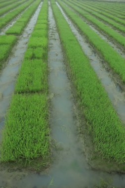 Pirinç tarlalarında taze yeşil arka planda ıslak damlalar olan pirinç fidanlarını kapatın.