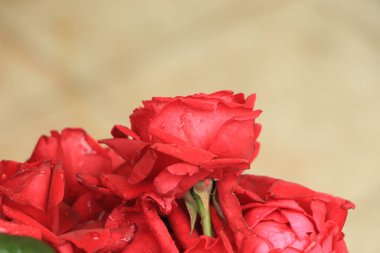 Bulanık kırmızı çiçekli arka plan. Kırmızı gül arka planı. Kırmızı çiçeklerin dokusu.