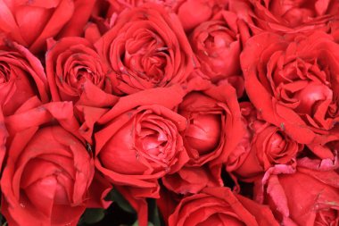 Piyasadaki kırmızı gülün arka planı