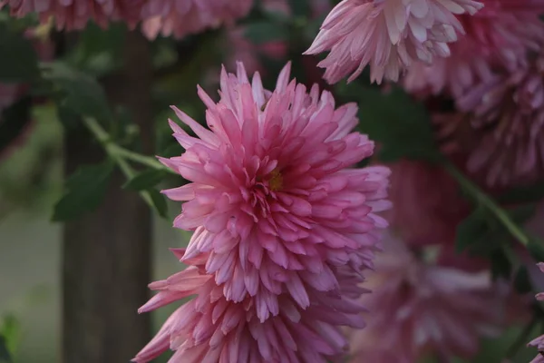 pink winter chrysanthemum flowers with copy space