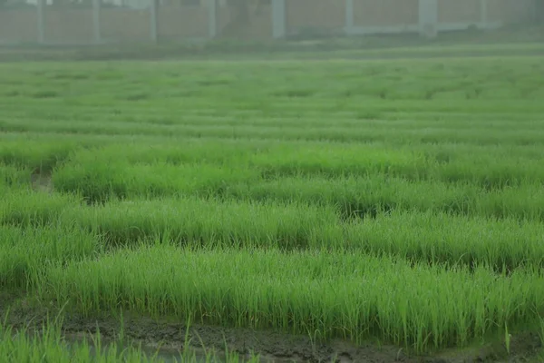 rice seedling growing in the rice field