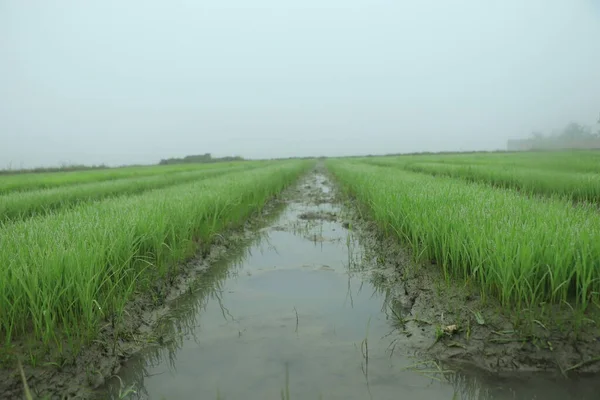 Rice seedlings were grown to a spike. The food is consumed