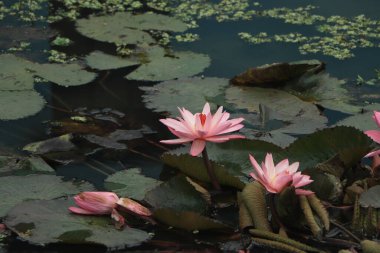 Pembe nilüfer çiçeği seçici bir odak ile gölette yüzer.