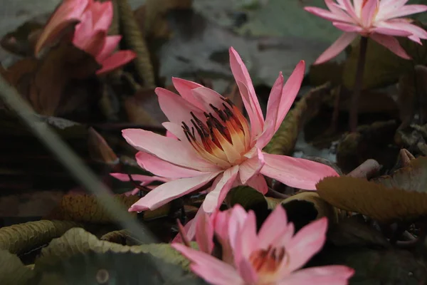 Pink lotuses bloom on an ornamental pond in the garden.