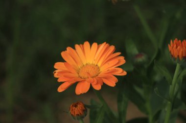 Yaz bahçesinde güzel takvim çiçekleri (Marigold çiçeği).