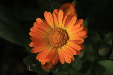 Turuncu arka planda takvim çiçekleri