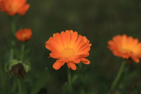 Turuncu Calendula çiçeğine yakın çekim