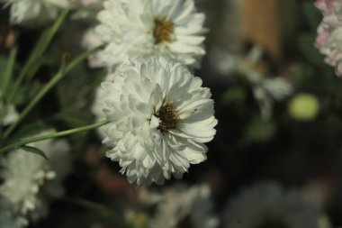 Beyaz kasımpatı çiçeği yakın plan