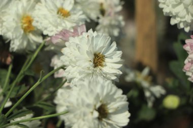 beyaz kasımpatı çiçeği alanındaki closeup