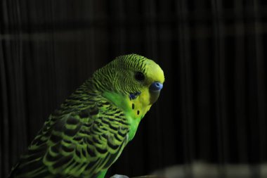 yeşil ya da sarı muhabbet kuşu