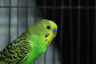 Yeşil papağan aynanın yanındaki kafeste oturuyor. Şirin yeşil muhabbet kuşu..