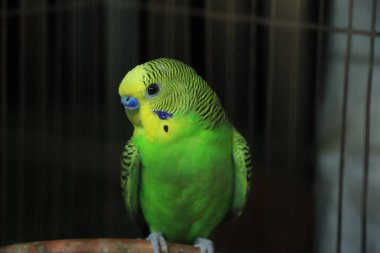 Yeşil papağan aynanın yanındaki kafeste oturuyor. Şirin yeşil muhabbet kuşu..