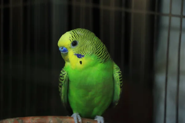 Green budgerigar parrot close up sits on cage near the mirror. Cute green budgie.