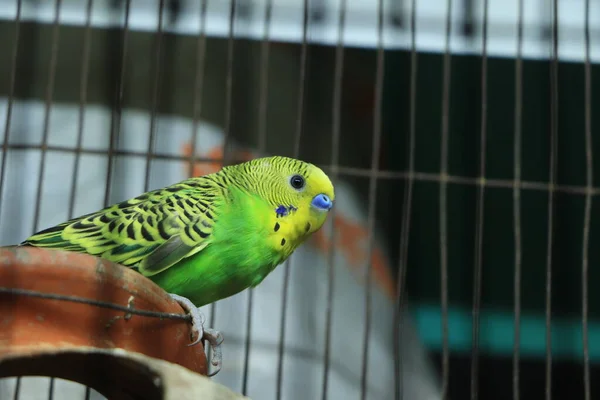 Budgerigar on the cage. Budgie parakeet in birdcage