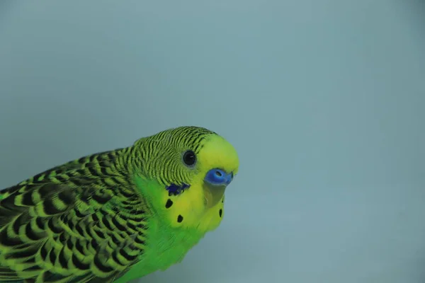 Budgerigar. Parrot isolated on white background. Close up.