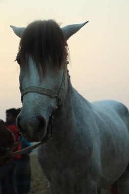 beyaz atın siyah ve beyaz sanat portre.