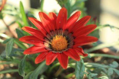 Red gazania flower in garden